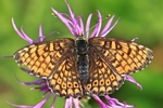 Wegerich-Scheckenfalter (Melitaea cinxia)