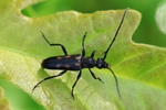 Gefleckter Halsbock (Anoplodera sexguttata)