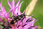 Gefleckter Halsbock (Anoplodera sexguttata)
