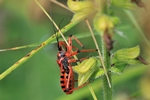 Rote Mordwanze (Rhynocoris iracundus)