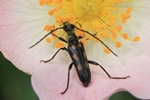 Gefleckter Halsbock (Anoplodera sexguttata)
