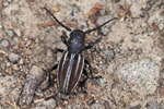 Graufl&uuml;geliger Erdbock (Dorcadion fuliginator)