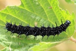 Tagpfauenauge (Aglais io) - Raupe
