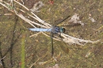 Kleiner Blaupfeil (Orthetrum coerulescens)