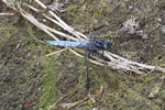 Kleiner Blaupfeil (Orthetrum coerulescens)