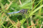 Kleiner Blaupfeil (Orthetrum coerulescens)