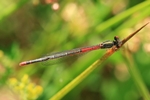 Sp&auml;te Adonislibelle - Weibchen