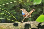 Blaukehlchen (Luscinia svecica)