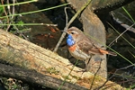 Blaukehlchen (Luscinia svecica)