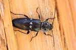 Hausbock, Balkenbock (Hylotrupes bajulus)
