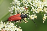 Blutroter Halsbock (Anastrangalia sanguinolenta)