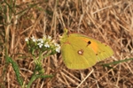 Wander-Gelbling/Postillon (Colias croceus)