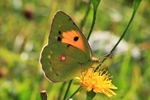 Wander-Gelbling/Postillon (Colias croceus)
