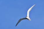 Flussseeschwalbe (Sterna hirundo)