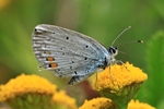 Kurzschw&auml;nziger Bl&auml;uling (Cupido argiades)