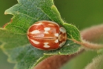 L&auml;ngsfleckiger Marienk&auml;fer (Myzia oblongoguttata)