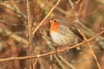 Rotkehlchen (Erithacus rubecula)