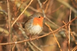 Rotkehlchen (Erithacus rubecula)