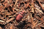 Feld-Sandlaufk&auml;fer (Cicindela campestris) - rote Version