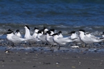 Brandseeschwalbe (Sterna sandvicensis)