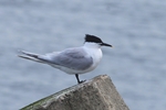 Brandseeschwalbe (Sterna sandvicensis)