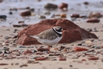 Sandregenpfeifer (Charadrius hiaticula)