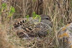 Eiderente - Weibchen br&uuml;tet direkt am Weg, ist trotzdem fast unsichtbar