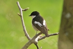 Trauerschn&auml;pper (Ficedula hypoleuca)