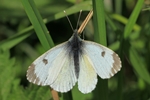 Aurorafalter - Weibchen (Anthocharis cardamines)