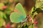 Gr&uuml;ner Zipfelfalter (Callophrys rubi)