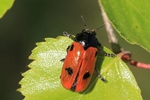 Ameisen-Blattk&auml;fer (Clytra quadripunctata)