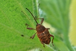 Eichelbohrer (Curculio glandium)