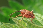 Eichelbohrer (Curculio glandium)