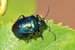 Blaugr&uuml;ne Baumwanze (Zicrona caerulea)