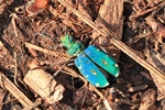 Feld-Sandlaufk&auml;fer (Cicindela campestris) - bl&auml;uliche Version, leider zertreten