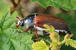 Feldmaik&auml;fer (Melolontha melolontha)