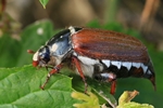 Feldmaik&auml;fer (Melolontha melolontha)