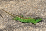 Zauneidechse (Lacerta agilis) - Männchen zur Paarungszeit