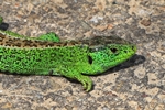 Zauneidechse (Lacerta agilis) - Männchen zur Paarungszeit