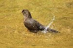 Badende Amsel