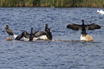 Kormorane (Phalacrocorax carbo)
