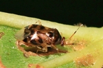 Ohne deutschen Namen (Deraeocoris lutescens)