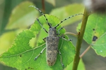Gro&szlig;er Pappelbock (Saperda carcharias)