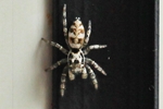 Zebraspringspinne (Salticus scenicus)