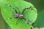 Gartenkreuzspinne (Araneus diadematus)