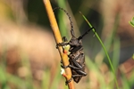 Schwarzer Weberbock (Lamia textor)