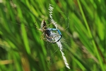 Wespenspinne (Argiope bruennichi) mit Beute