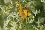 Geh&ouml;ckerte Krabbenspinne (Thomisus onustus) M&auml;nnchen auf Weibchen