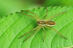 Gerandete Jagdspinne (Dolomedes fimbriatus)