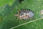 Graue Gartenwanze (Rhaphigaster nebulosa)